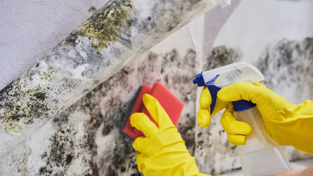 Best Residential Mold Remediation in Stewartstown, PA